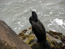 Thumbnail of Image- Bird On Coast - 2