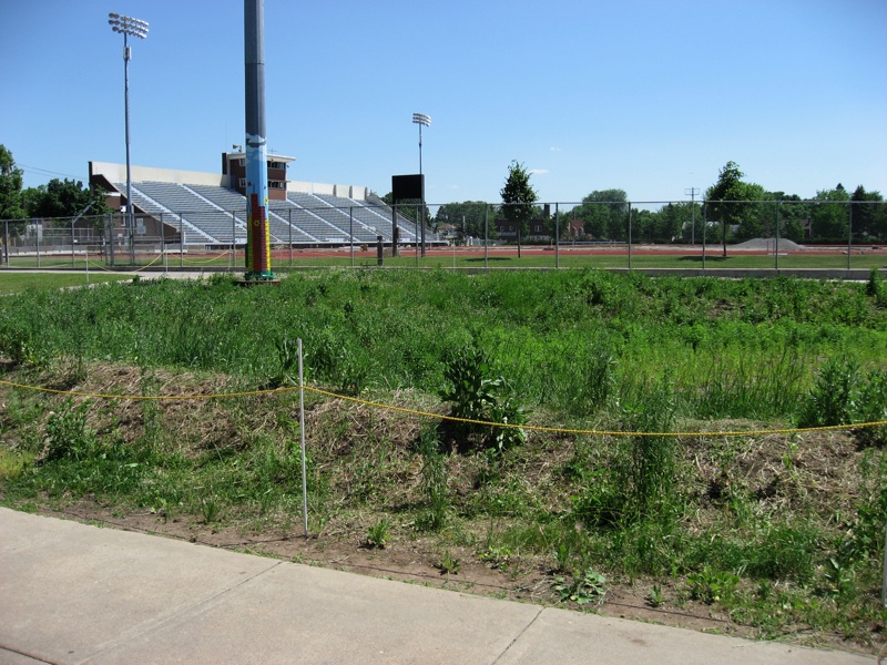 The Prairie Behind Olin