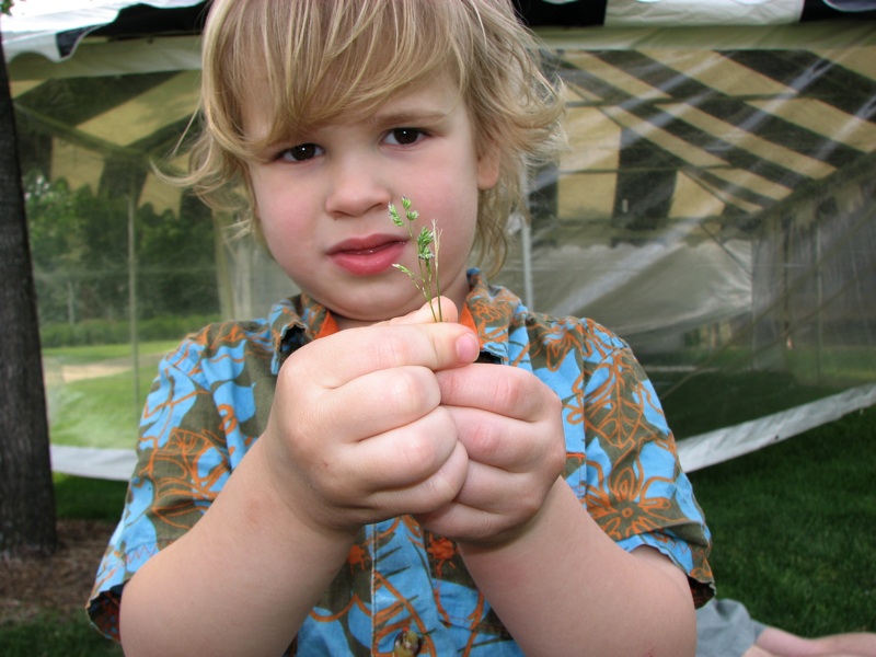 Micah's Grass