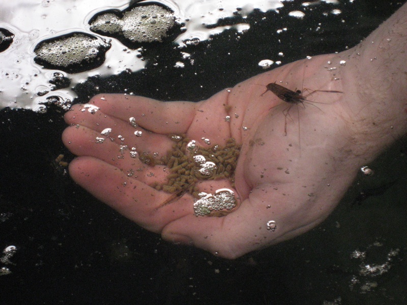 Aaron Feeds Prawn At The Huka Falls Prawn Park - 1