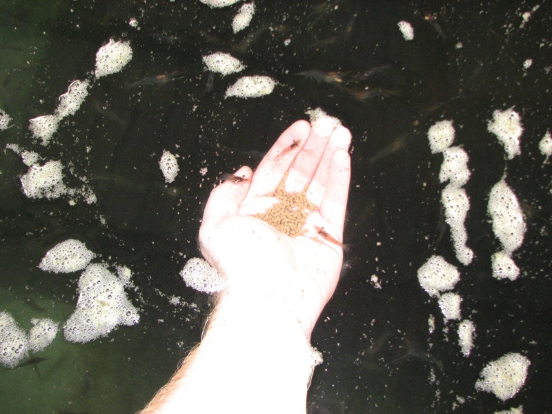 Aaron Feeds Prawn At The Huka Falls Prawn Park - 2