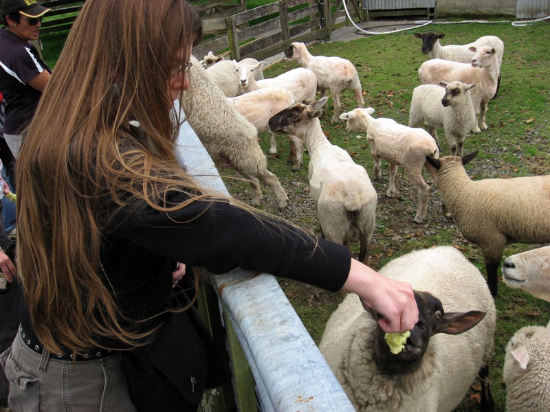 Abby Feeds Sheep 