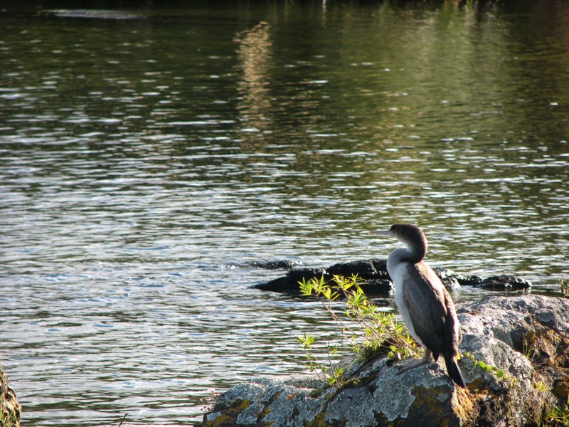 Bird On Lake Rotorua Shore