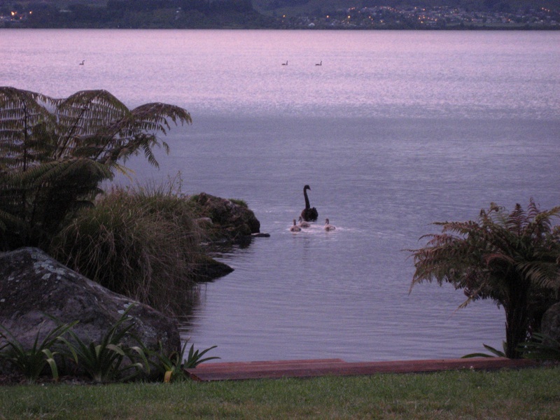 Birds On Lake Rotorua