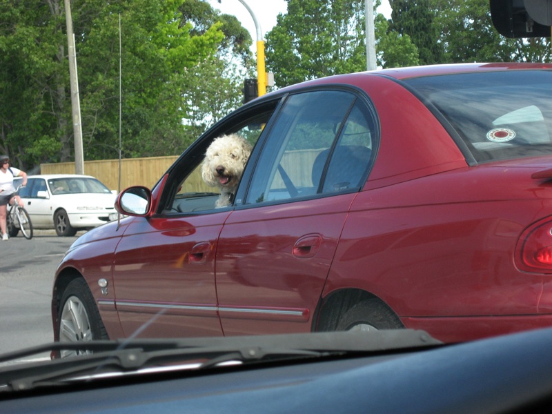 Dog Is Driving Car? How Can This Be?