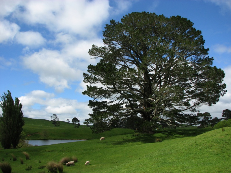 Hobbiton Set And Sheep - 2