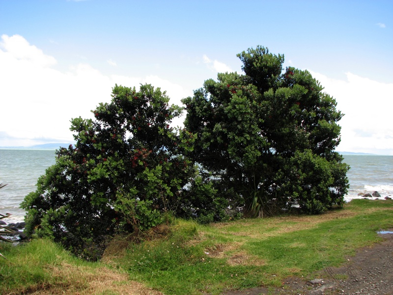 Pohutukawa Bushes On The Coromandel Coast