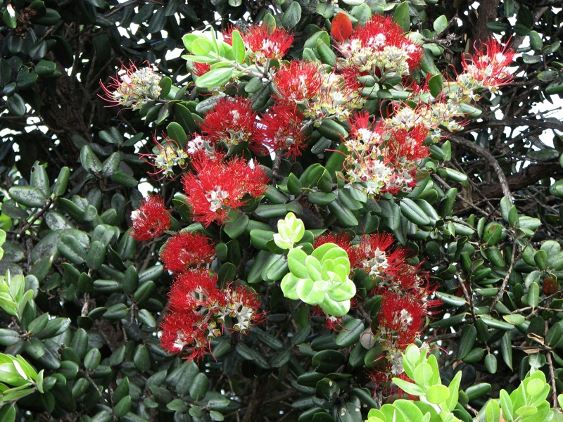 Pohutukawa Flowers