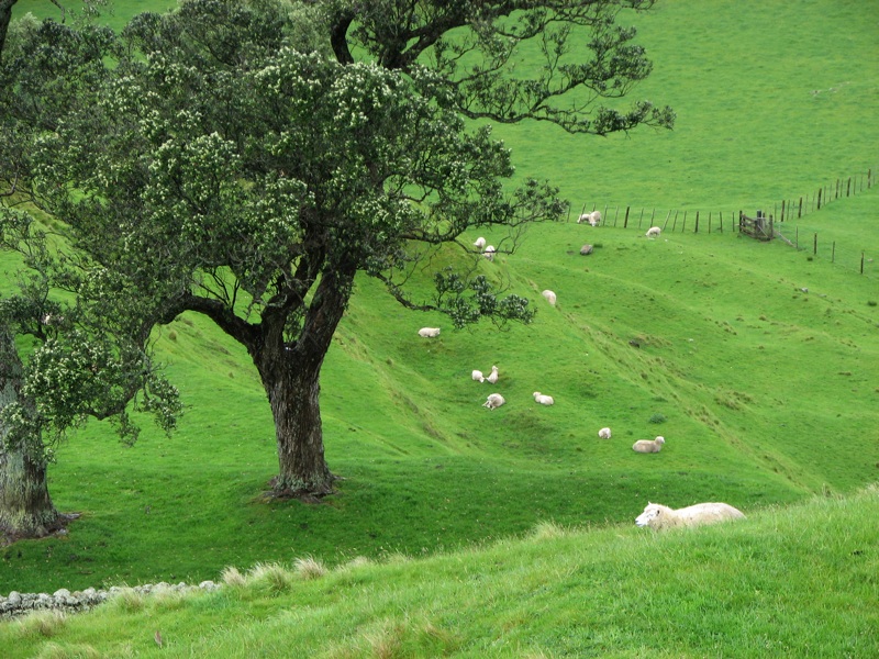 Sheep On One Tree Hill - 1