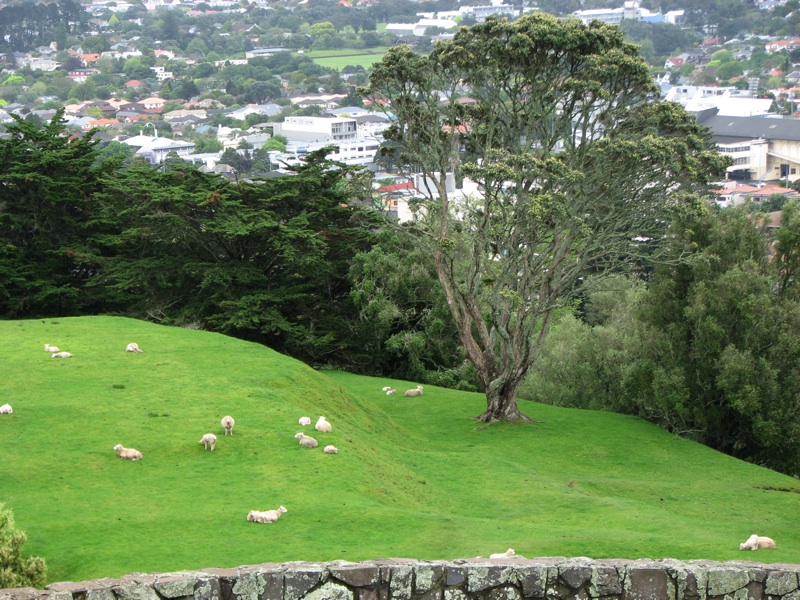 Sheep On One Tree Hill - 2