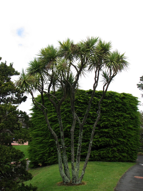 Wellington Botanic Garden Trees