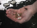 thumbnail of "Aaron Feeds Prawn At The Huka Falls Prawn Park - 1"