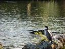 thumbnail of "Bird On Lake Rotorua Shore"