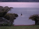 thumbnail of "Birds On Lake Rotorua"