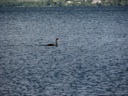 thumbnail of "Black Swan On Lake Rotorua"