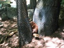 Thumbnail of Image- Beaver In Tree