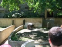 Thumbnail of Image- Pygmy Hippo- Rear