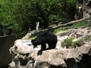 thumbnail of "Sloth Bear"