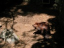 thumbnail of "Standing Beaver"
