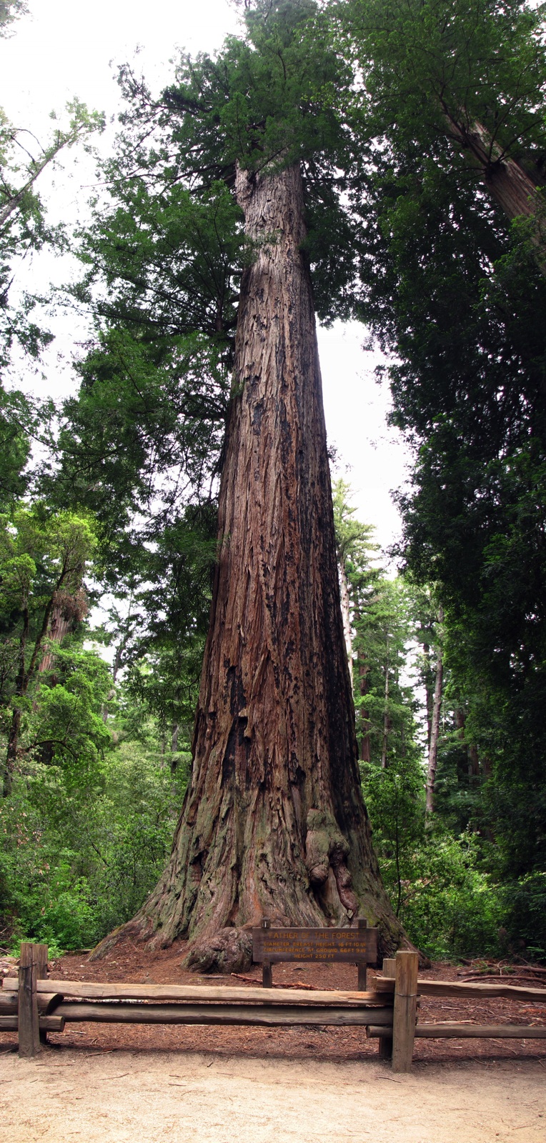 Father Of The Forest