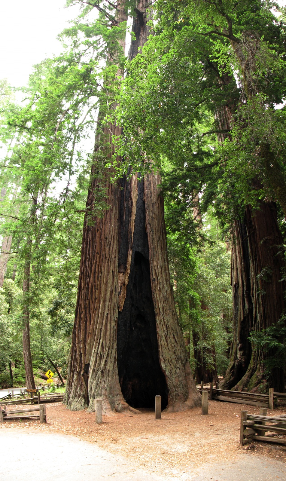 Redwood At Park Headquarters