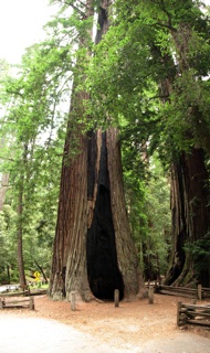 thumbnail of "Redwood At Park Headquarters"