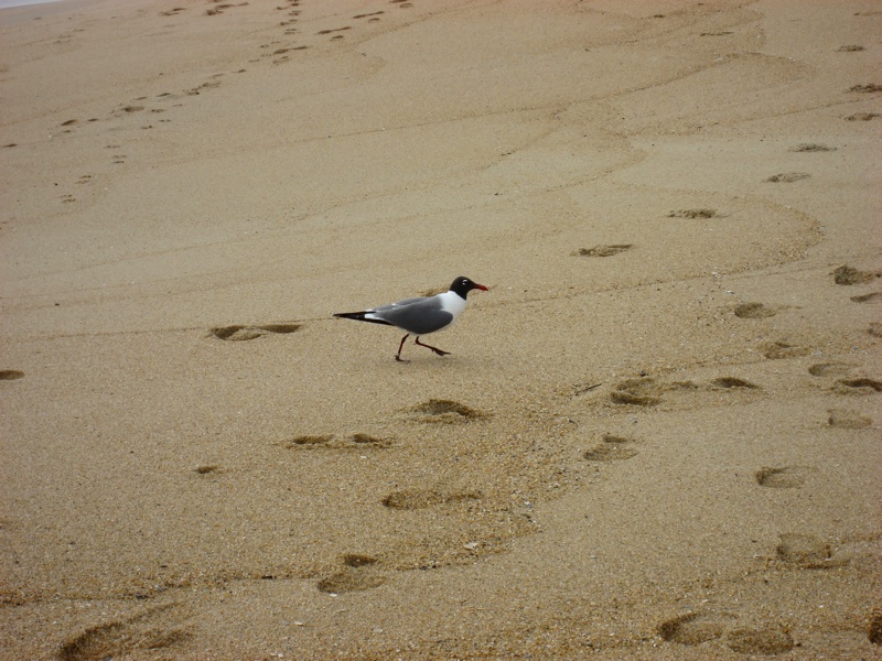 Bird On The Beach