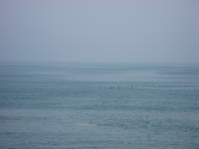 Birds Flying Low Over The Ocean