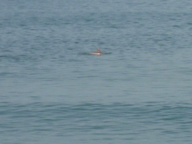 Dolphin Close-Up