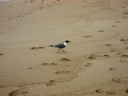 Thumbnail of Image- Bird On The Beach