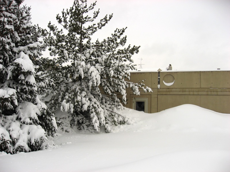 Snowy Trees And Trapped Garage Door