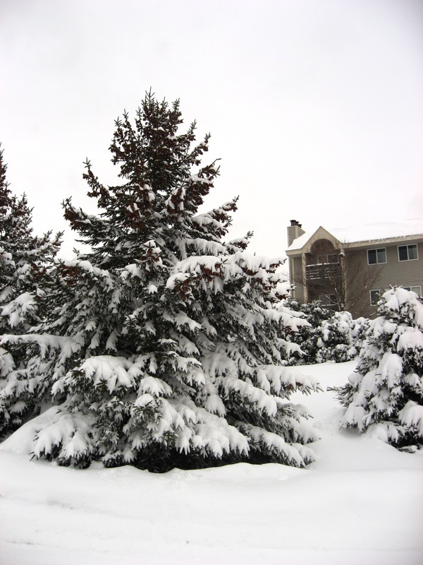 Snowy Trees - 1