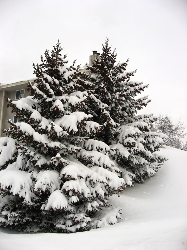 Snowy Trees - 2