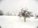 thumbnail of "Snow Birds"