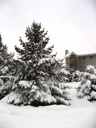 thumbnail of "Snowy Trees - 1"