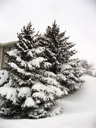 thumbnail of "Snowy Trees - 2"