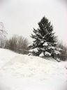 thumbnail of "Snowy Trees - 3"