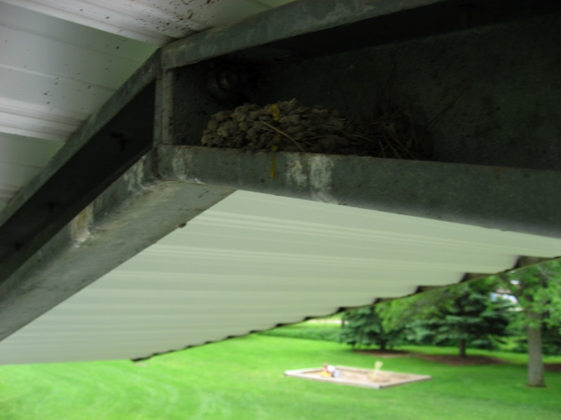 Bird Nest In The Pavilion