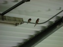 Thumbnail of Image- 2 Birds In The Pavilion
