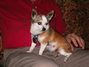 Thumbnail of Image- Coco In Lorman's Lap - 2