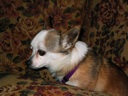 Thumbnail of Image- Coco- Side View - 2