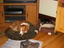 thumbnail of "Josie & Pirate Resting At Home"
