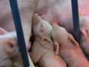 thumbnail of "Baby Piggies - 2"