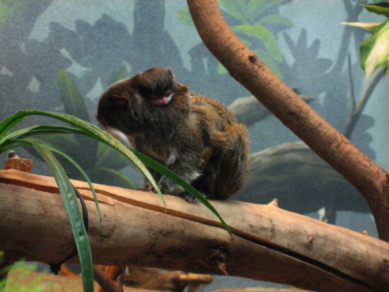 Emperor Tamarin & Baby - 4