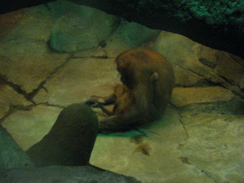 Orangutang & Baby - 1