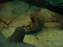 Thumbnail of Image- Orangutang & Baby - 1