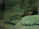 Thumbnail of Image- Orangutang & Baby - 2