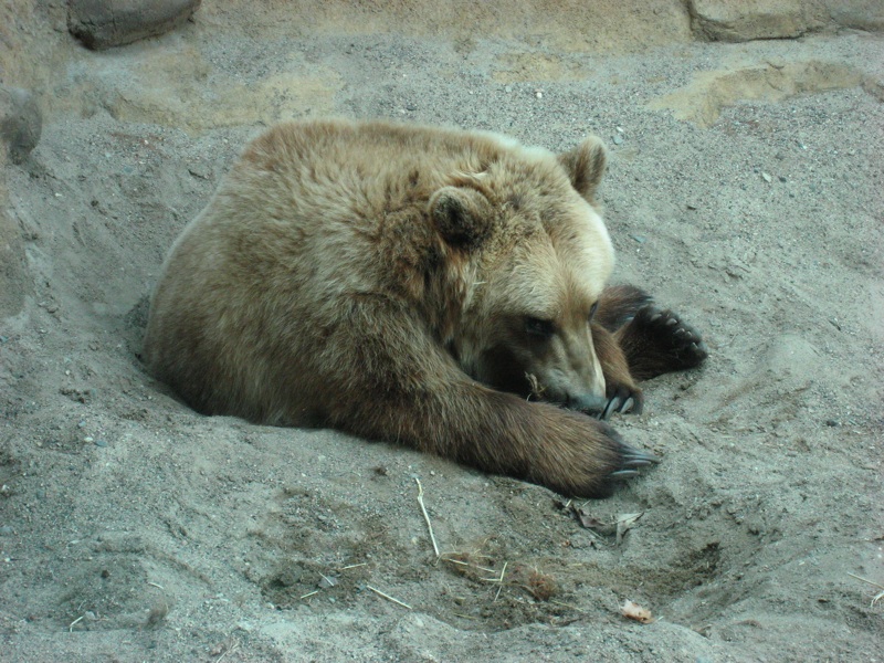 Grizzly Bear Hunkers - 2