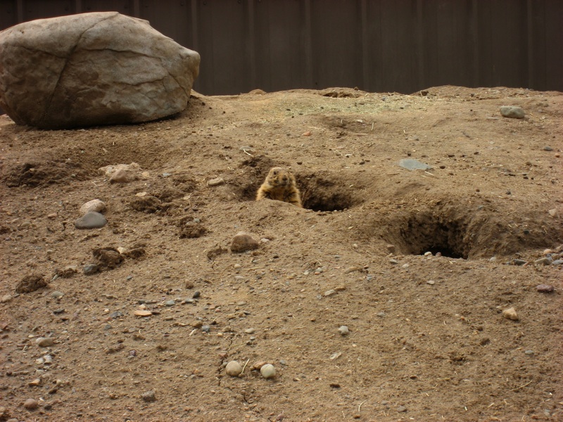 Prairie Dogs In Holes - 2