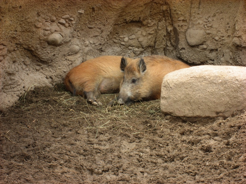 Wild Boars